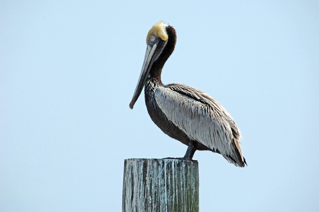 Pelican, Brown, 2007-04108249 Moorehead City, NC.JPG - Brown Pelican. Moorehead City, NC, 4-10-2007